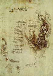 Organes génitaux masculins